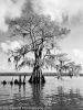 Atchafalaya #15