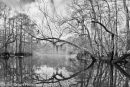 Atchafalaya #4