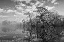Atchafalaya #5