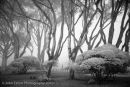 Eucalyptus #4