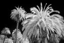 Golden Gate Park #2