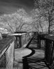 Tree Walk