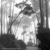 Monterey Pines #2