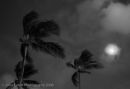 Ka'apa, Palms, Full Moon & Venus