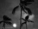 Ka'apa, Palms & Full Moon