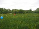 ballflower - view 1