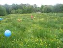ballflower - view 3