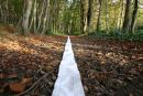 Beaulieu Wood