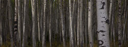 Aspen trees, Jasper National Park