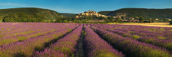 Banon lavender field, Provence