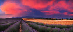 Lavender field at dusk on the Valensole plateau, Provence 