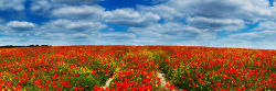 Wiltshire Poppies