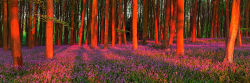 Bluebells, Micheldever
