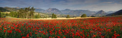 Meadow of poppies in Haute Provence