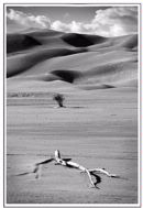 Great Sand Dunes National Park