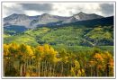 Aspens