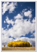 Aspens 2