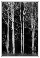 Aspens near Moose