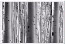 Aspens 3