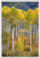 Aspens