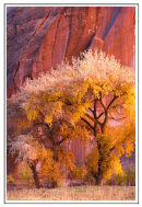 Cottonwoods - De Chelly