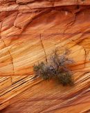 Sandstone and Tree