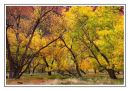 Cottonwoods- Zion