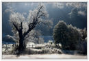 Frosty