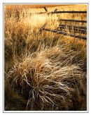 Grass and Fence