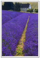 Lavender fields 1