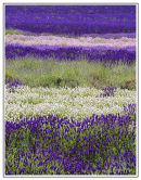 Lavender fields 2