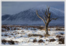 Tree on Rannoch Moor