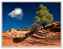 Tree and cloud