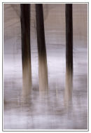 Trees and Ice