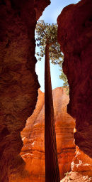 Wall Street - Bryce 
