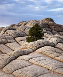 Solitary Tree
