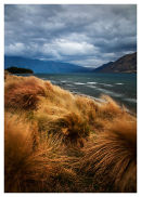 Wind Blown Grass