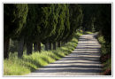Trees and Stripes