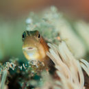 Blenny