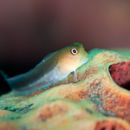 Blenny on sponge