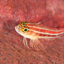 Another blenny - plenty of them about in Bali!