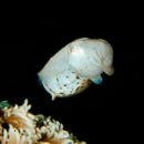 Tiny cuttlefish