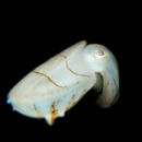 Tiny cuttlefish II