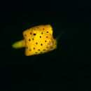 Juvenille yellow boxfish