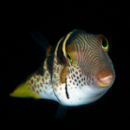 Filefish - took several attempts to get one face on!