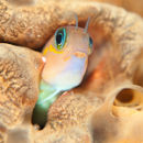 Blenny