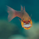 Cardinal fish with eggs