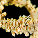 Whip coral shrimp
