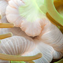 Centre of the anemone
