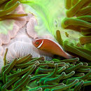 Fluorescent anemone